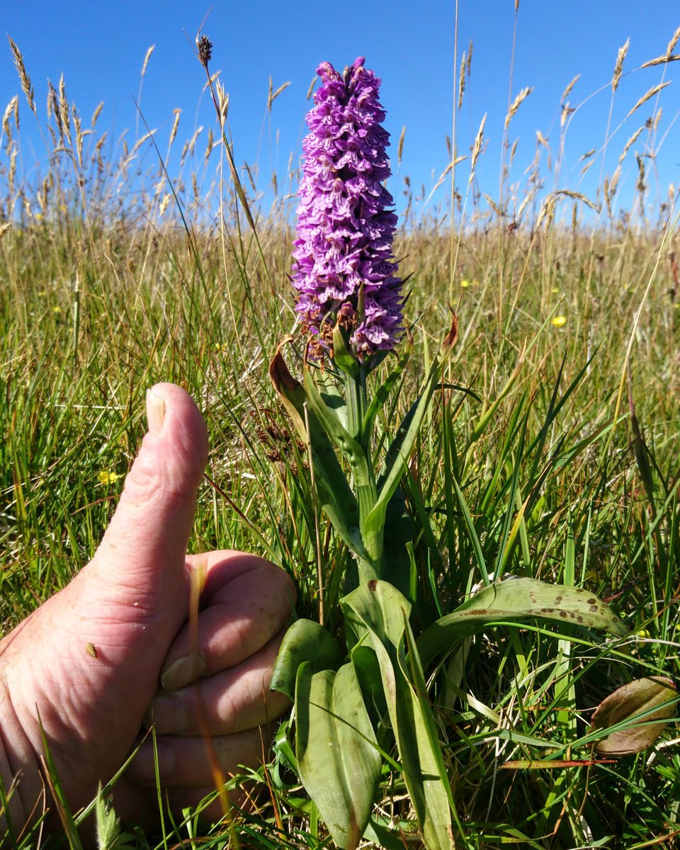peediepuss's tweet photo. @dunnjons this whooper of a hybrid Orchid today stands 35cm (14in.)tall. The product of an ill-gotten union between an innocent little Heath Spotted and a swaggering Northern Marsh from the wrong side of the tracks. https://t.co/65kwG5w4Hg
