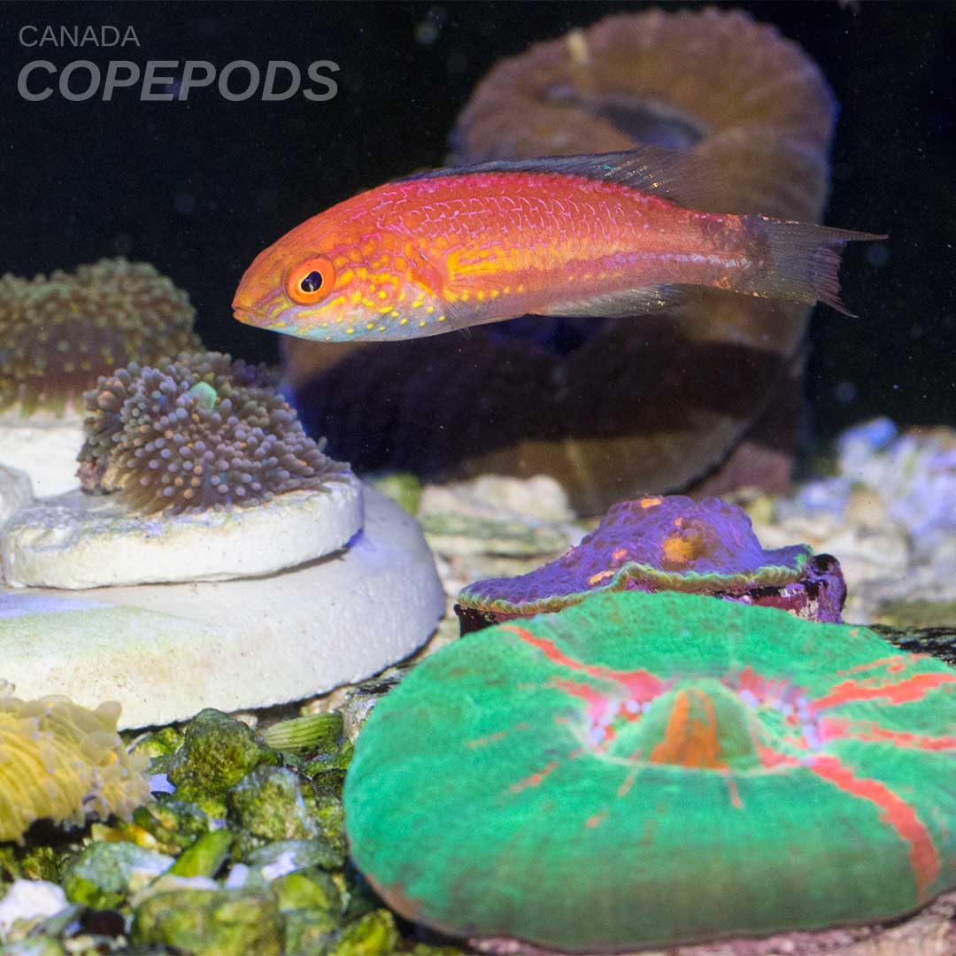 Treat your reef to live, natural #Copepods, #Rotifers, and #Phytoplankton today!

#ReefLove #Aquaculture #ReproducingFoodSource