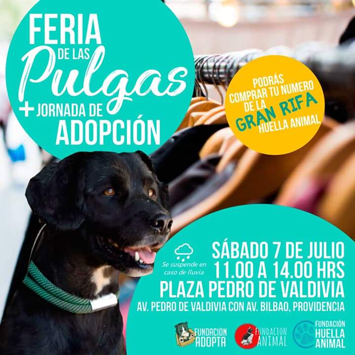 CuidaTuPeludo's tweet photo. #Providencia #AdoptaNoCompres 🐕💖🐩😍🌈 https://t.co/AFKSS12yDd