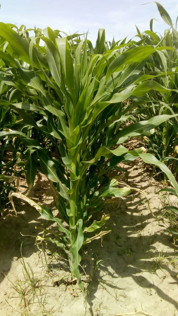 Fedebajio's tweet photo. Hoy Martes 04 de Julio Recorrido por predios de productores de la comunidad de San ines, Municipio de Chalchicomula de Sesma, con fin de indentificar plagas en el cultivo de maiz y dar recomendaciones para su control#PROAGROCapacita https://t.co/QVQzzbpiBH