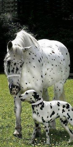 Througout the animal kingdom, friendships are made that, if you're like me, will fascinate you, read on to learn more about these 
#follow #followforfollow #likeforfolow #follo4follo #follo4folloback #followback #F4F #followtrain #follow4follow