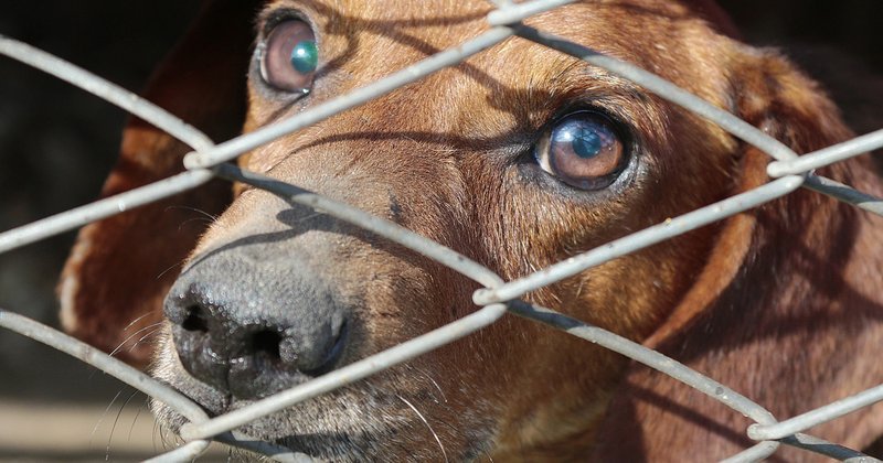 thebaynetcom's tweet photo. Keeping your pets safe during high Summer temperatures. https://t.co/u4eANx0GsE https://t.co/It7qhjfqyr