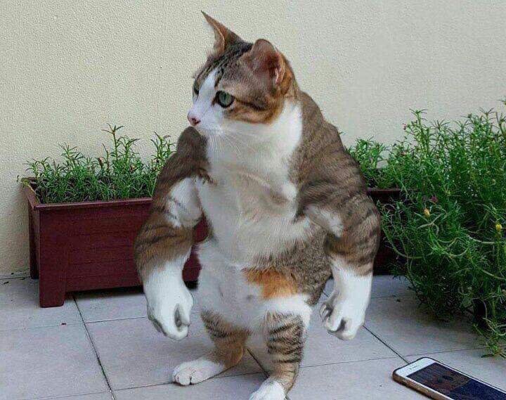 StimpyPvP tweet picture