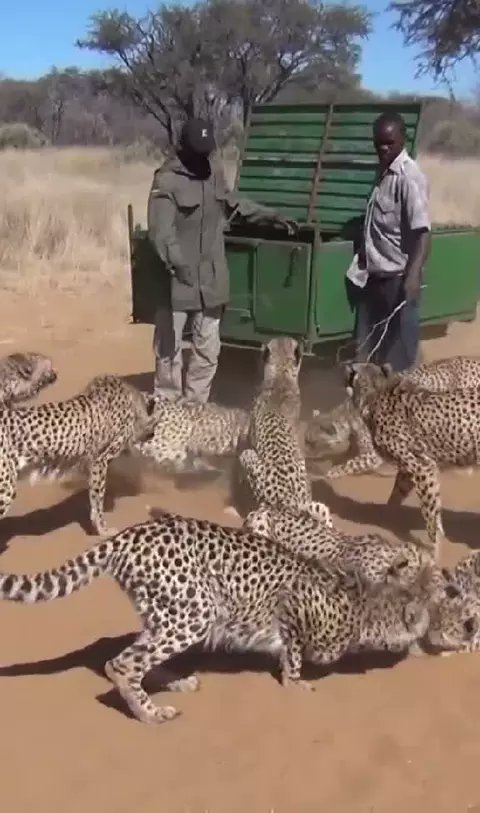 cheetah vigovideo.net/share/video/65…