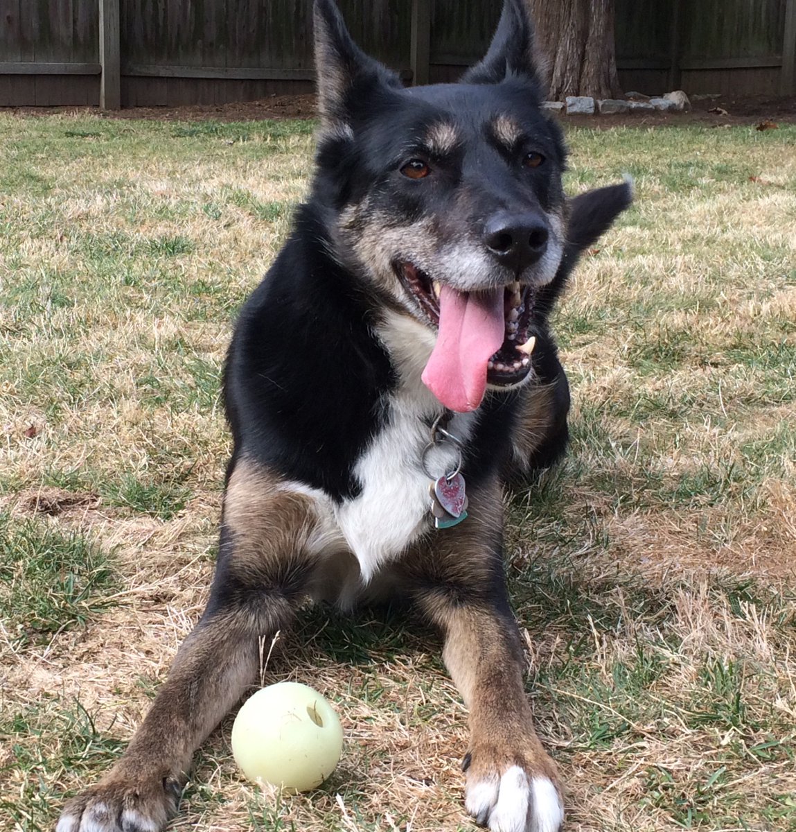 RIStatePolice's tweet photo. VOTE FOR RUBY! RI State Police K-9 Ruby is a semi-finalist for a national Search and Rescue Hero Dog Award from @AmericanHumane. Voting closes July 11 so please vote today. (You can vote daily). Read about Ruby and vote here:  https://t.co/aEcjzGkgY9 https://t.co/KMmJKb24Yd