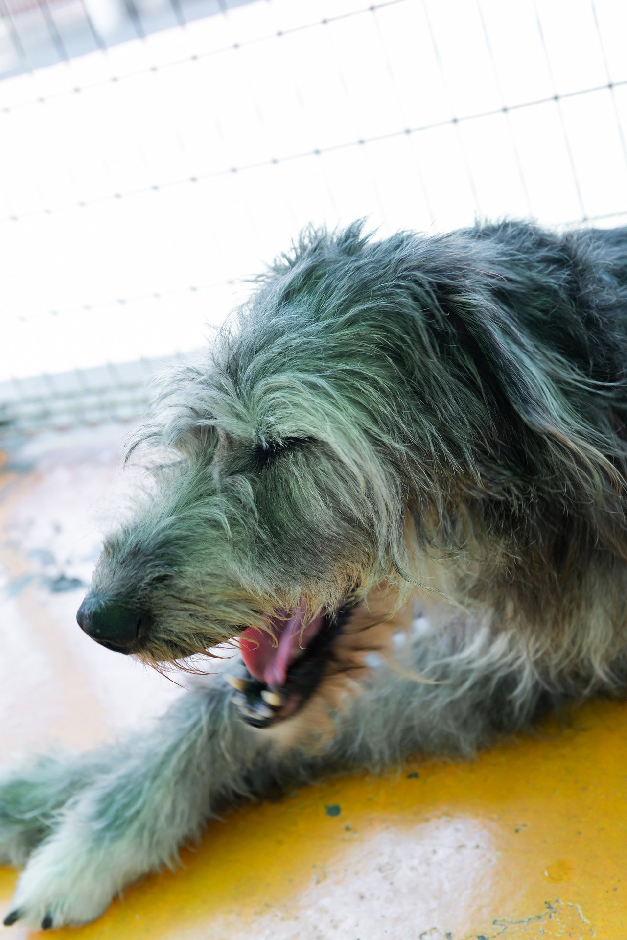 いまりん 大型犬ふれあい広場 ハイジ ホワイトシェパード とめ ロットワイラー アンジュ アイリッシュ ウルフハウンド つとむ バーニーズ マウンテン ドッグ ハイジは病気治ったのかな つくばわんわんランド いまりん 大型犬ふれあい広場 ハイジ ホワイトシェパード とめ ロットワイラー アンジュ アイリッシュ ウルフハウンド つとむ バーニーズ マウンテン ドッグ ハイジは病気治ったのかな つくばわんわんランド