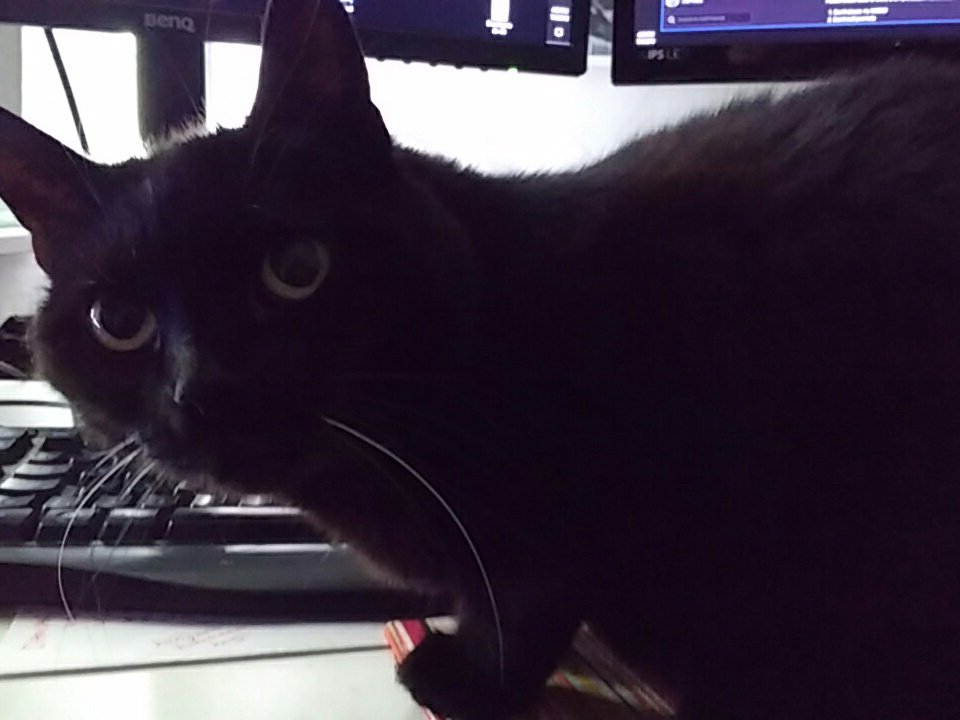 celestrine_nl's tweet photo. @briglexuc @sport_thies @Martina0169 Currently, at my desk... #catowned #furrysupervisor https://t.co/RFZeKcxT4U
