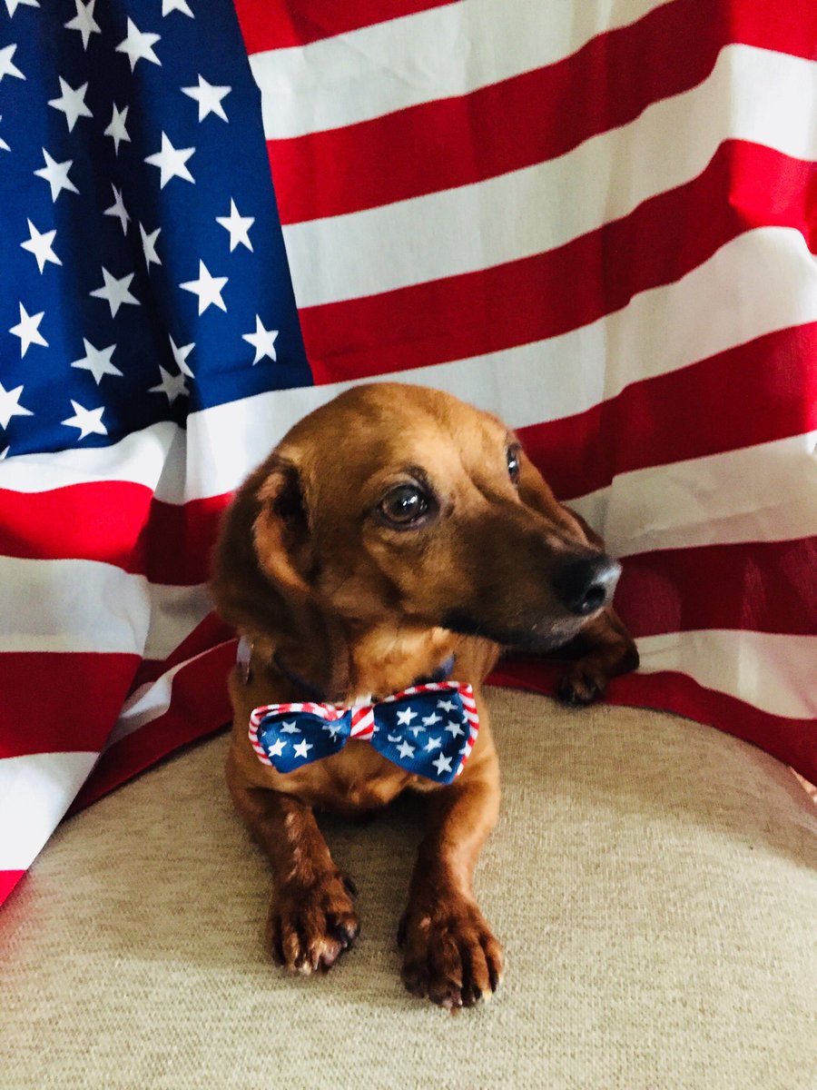 Red, White, & Benson 
💙❤️🇺🇸😍🗽🐶🎇
#dachshund #doxielove