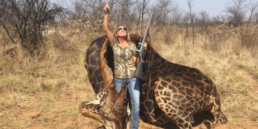 20Minutes's tweet image. Une chasseuse exhibe fièrement la girafe noire qu'elle a tuée #girafe #chasse #indignation #safari #animaux &amp;gt;&amp;gt; bit.ly/2MJhptt