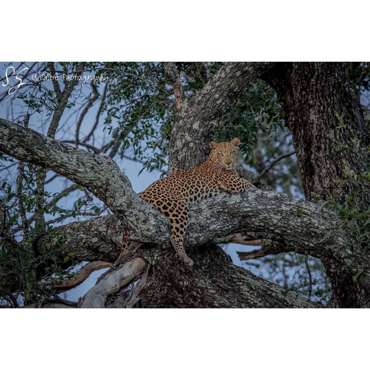 Classic #Leopard #sleeping in a tree
#wildlife #africa #animals #travel #safari #nature #naturephotography #botswana #wildlifepic #bigcat #cat #big5 #okavango#pantherapardus #wildlifephotography #traveldestinations #okavangodelta #outdoors #wildanimals #catsofinstagram #wild