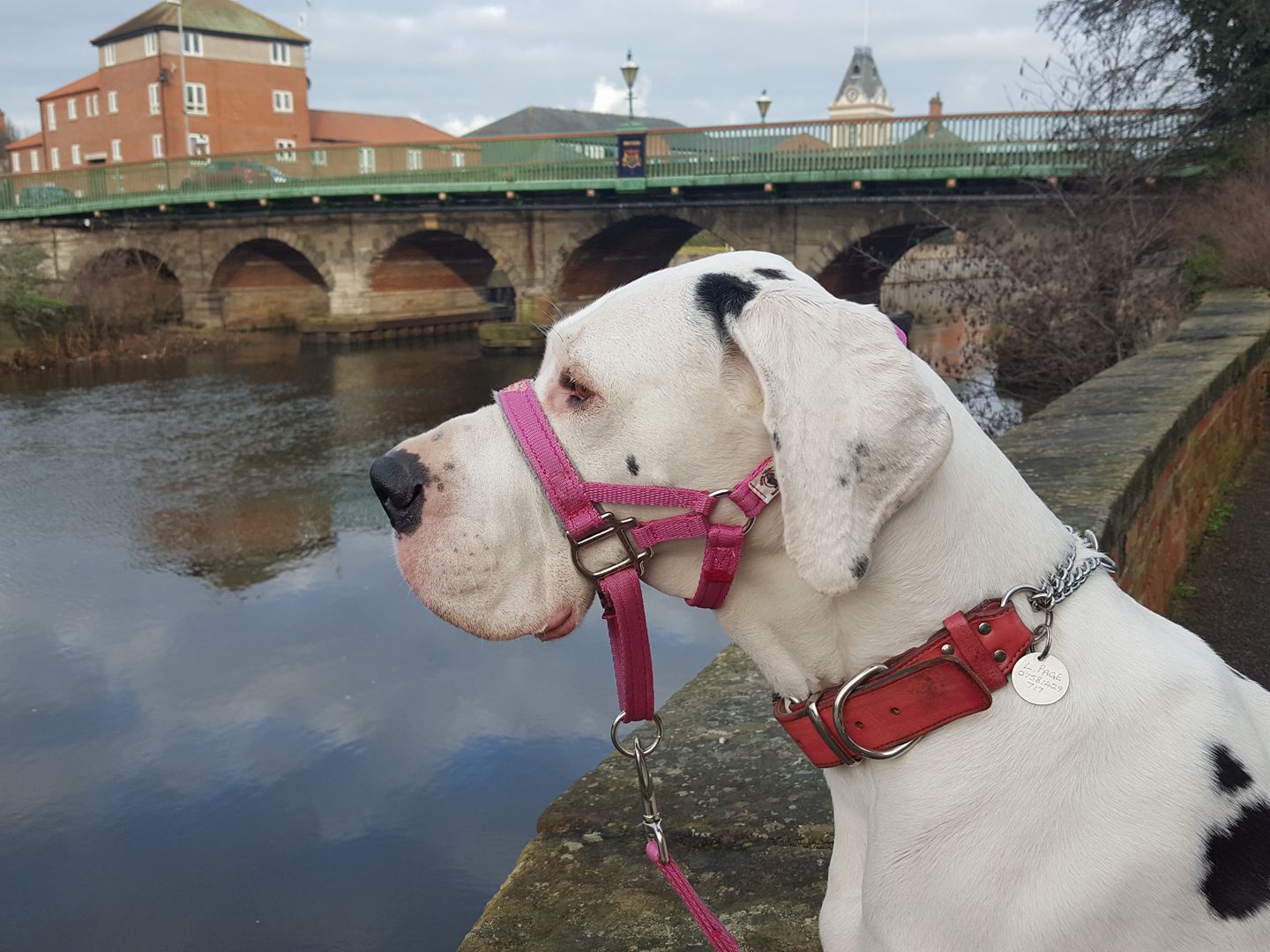 Big ed top head collar