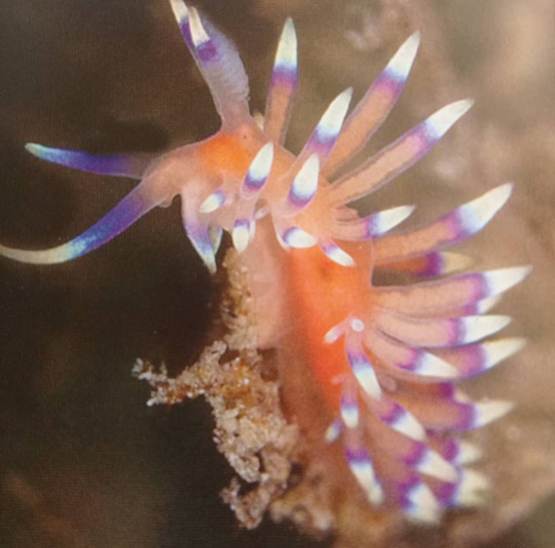 BITTERENDYC's tweet photo. For those of you who prefer your watersports #underthesea, we'd like to remind you that BEYC-based @SunchaserScuba is diving daily, and seeing stunning undersea sights like this Purple Ring Flabellina. #ScubaTuesday #scuba #scubadiving https://t.co/MLPoqipJ1s