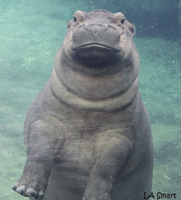 CincinnatiZoo's tweet photo. Fiona weighs 796 today! #TeamFiona https://t.co/HmYvYZ1FN8