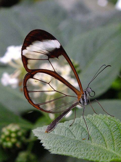 NatureMajesty's tweet photo. Glasswinged butterfly... Unbelievably pretty!
#glasswinged #Butterfly #Unbelievable #nature #animals #naturelovers https://t.co/Mydnrib6Vy