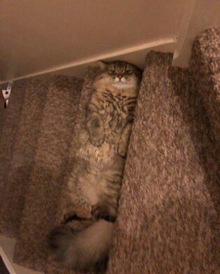 MeowCatImports's tweet photo. Reposting @relocat.italy:
He's Furgus. He can doubles up as a step. Lol 😁😏😊 #funnypets #cat #catlover #instacat #relocat.italy #italy @relocat.italy https://t.co/lm64mZCwHo