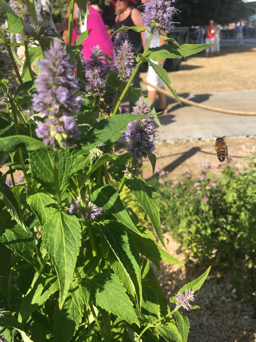 Bees and butterflies in action in #theentertaininggarden #RHSHampton . #gardendesign #showgarden