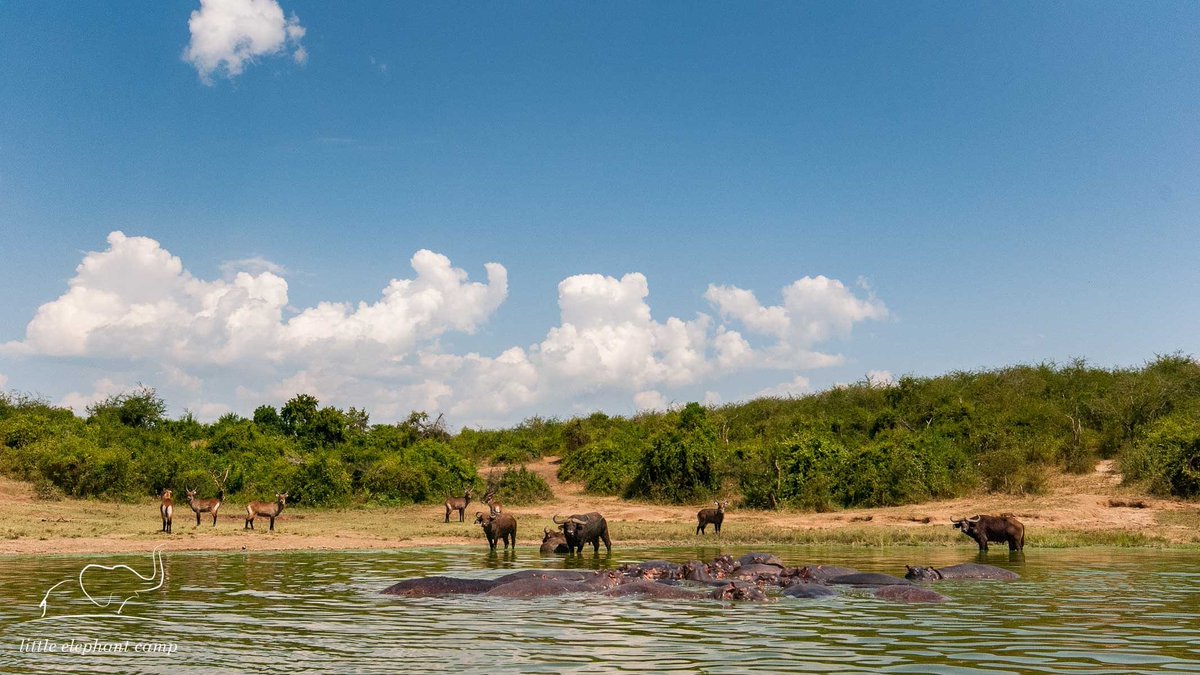 Many different species can be seen on the banks of the Kazinga Channel. A boat trip on the channel is not to be missed during your safari in Queen Elizabeth National Park
#kazingachannel #safari #queenelizabethnp #qenp #uganda #UG #visituganda #exploreuganda #ugandasafari
