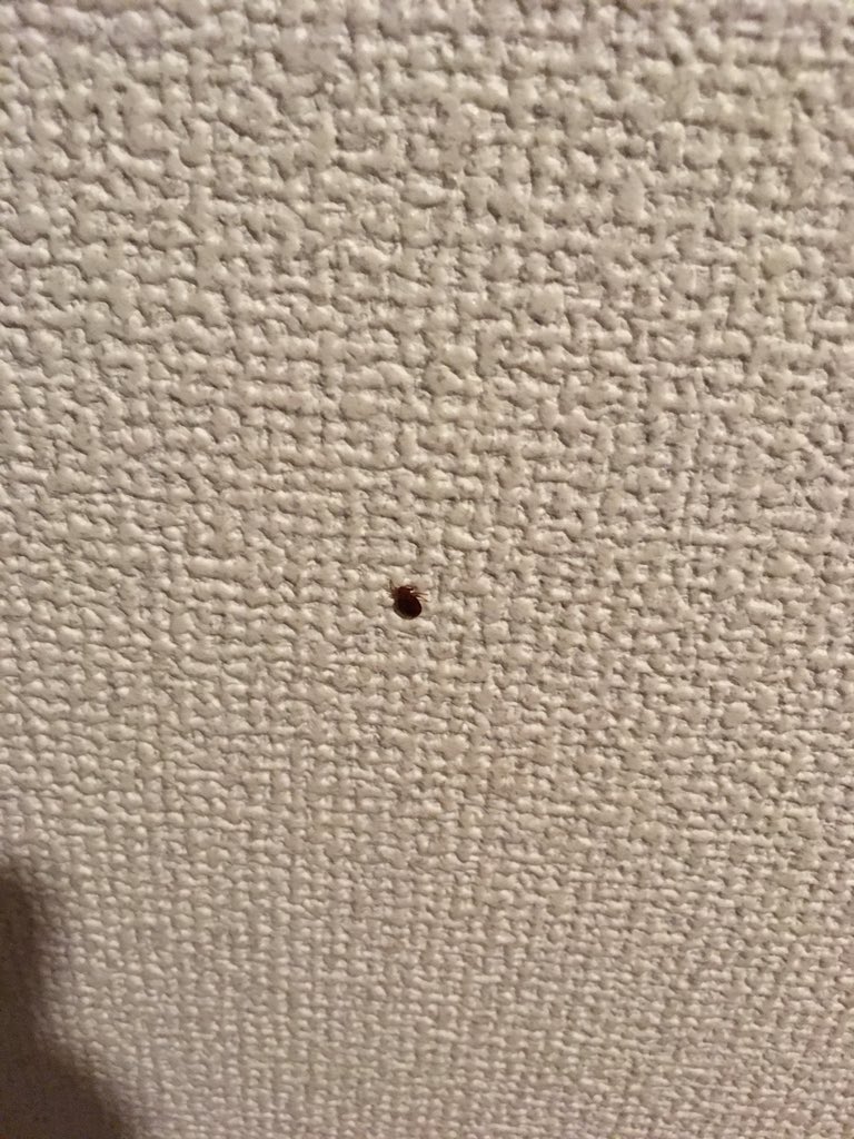 完了しました 小さい 虫 茶色