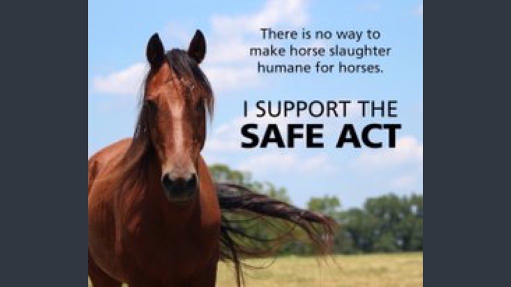 lindaleblanc111's tweet photo. @SecretaryZinke @GatewayArchNPS Zinke how do you sleep at night knowing && orchestrating the Slaughtering OUR #WildAmericanHorses #SoMuchBlood on your #Greedy hands!! #VotingHumane https://t.co/TOiD8K1juD
