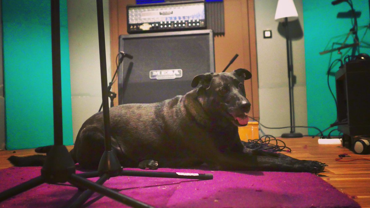 StudioKV62's tweet image. Today more guitars! #baloo #Dualrectifier #cadillacbloodstudios #guitars #recording #pets