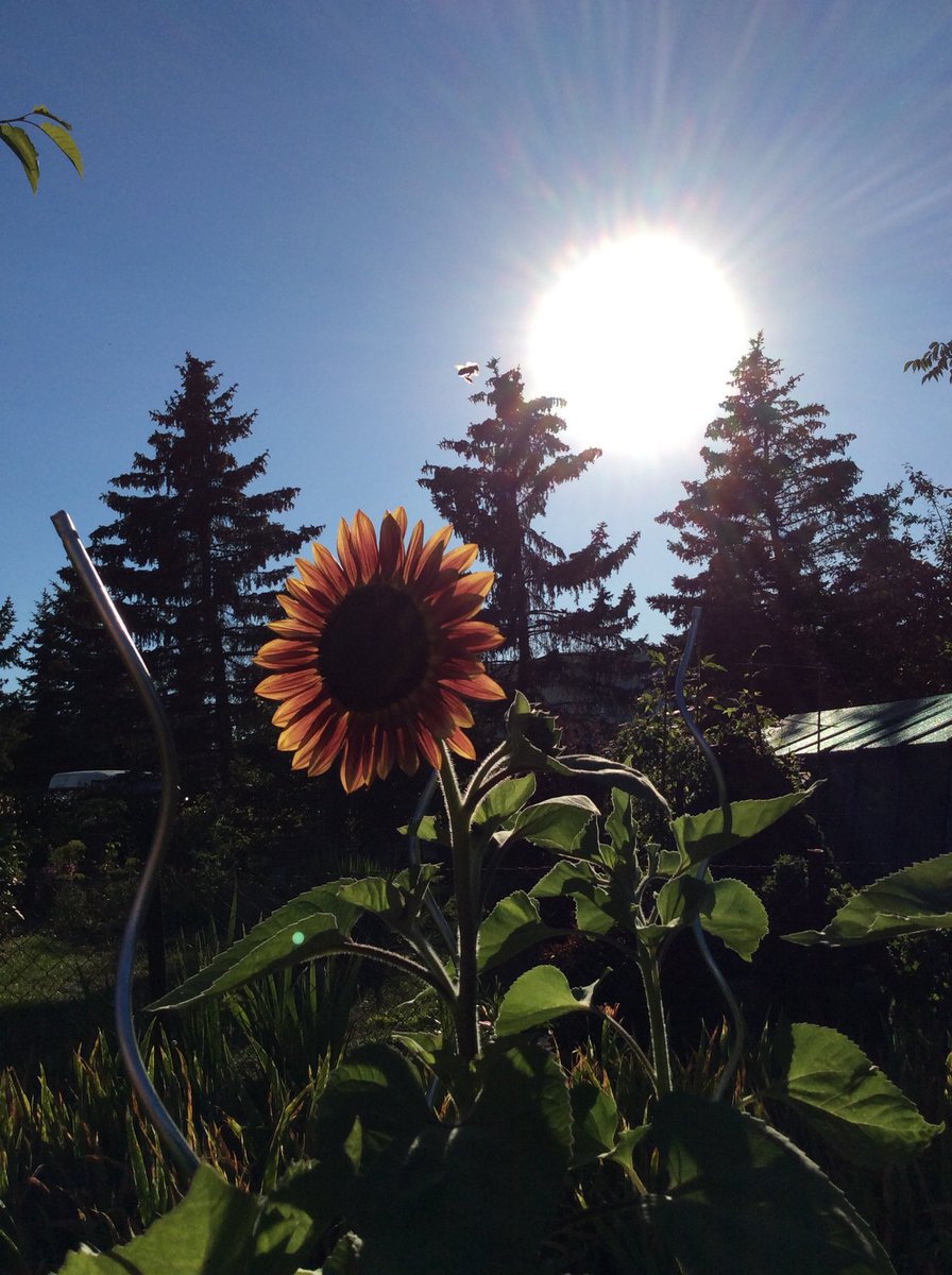 PrRejpal's tweet image. Prý se #slunečnice otáčí za sluncem.
No, buď ta naše první má po sedmé padla, nebo je to slunečničí stěně, které to ještě neumí...