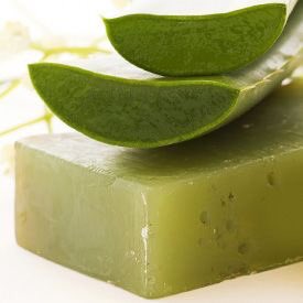TelveeMarvie's tweet photo. 4. Aloe Vera (must to moisturize and get rid of dark spits) I recommend the actual plant https://t.co/CP3TNV3OLx