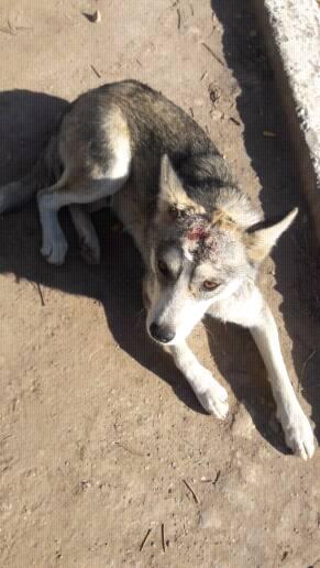 PerrosdeMerlo's tweet image. ¿Alguien tiene un lugarcito para esta perrita QUEMADA en la cabeza? Es necesario sacarla de la calle porque la pueden volver a lastimar. Está en Agustín Ferrari #Merlo pero se puede trasladar a otro lugar.
facebook.com/cheluu/posts/1…