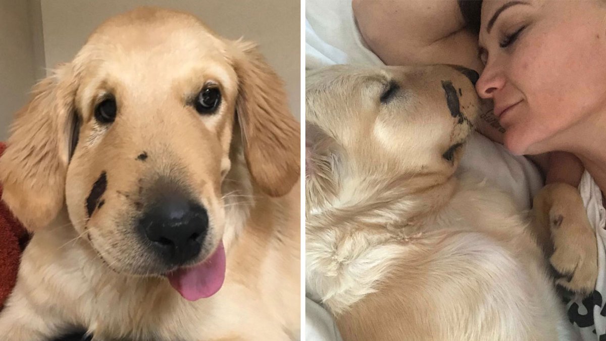 heatworld's tweet photo. #RT @heatradio: Ok, can we get a dog now please? 

This is Todd who saved his owner from a venomous snake bite! 

THEY'RE ALL GOOD DOGS!!! 
🐕 - 1
🐍 - 0 https://t.co/yIoPAK5rEh