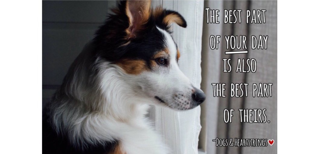 Dogheartstrings's tweet photo. Coming home to them is the best part of the day, isn't it? 🐶🐾☀❤

#dogsoftwitter #puppy #dogsarefamily #dogsarelove #petlovers #WorkLifeBalance #trending #TuesdayThoughts #happiness #dogs #nature https://t.co/R8HSN7FDTA