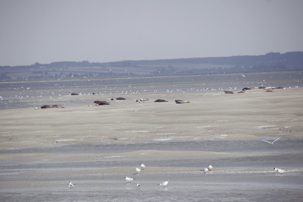 vadrouilleurs's tweet photo. La pointe du Hourdel est vraiment un endroit à privilégier en #BaiedeSomme pour observer tranquillement les phoques dans leur milieu naturel 😎
#gosomme @SommeTourisme @OTBaiedeSomme @OTIPMBS https://t.co/cBLSGVp0ej