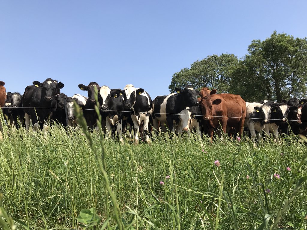 tommythevet's tweet image. What a great morning with @robdvet 

#integratedbeef 
#precisionbeef

Management at the highest level.

Data that’s being used to drive performance.

Very impressive attention to detail
Lighting the way....

#nuffieldag