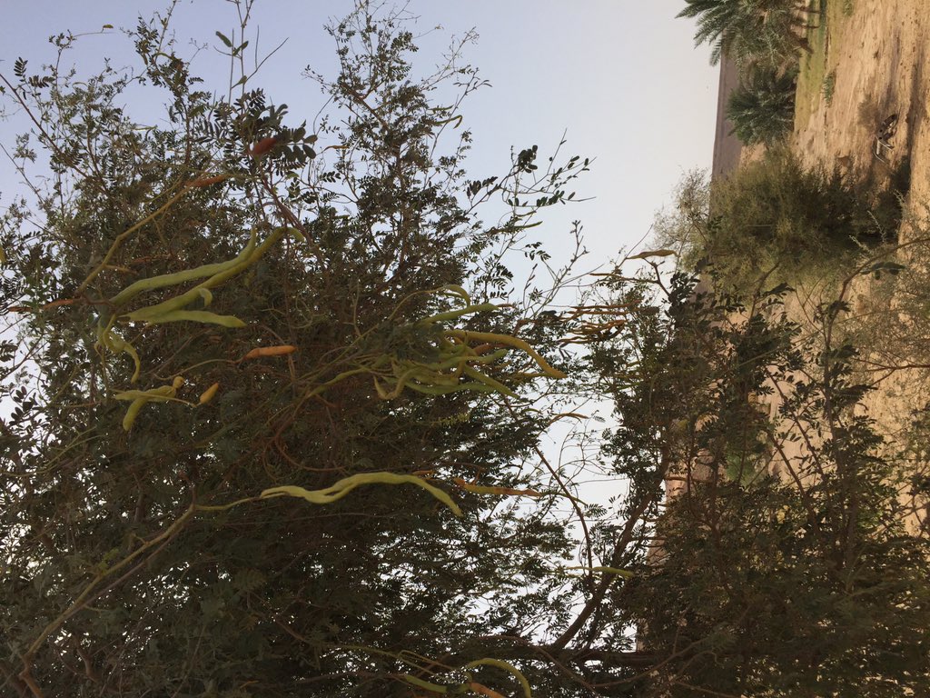 المختصين في #منتزه_القصيم_الوطني
 م.عبدالله الصبيحي و م.وليد الصوينع 
 يقومون بجمع بذور أشجار الغاف الخليجي من مزرعة المشرف على منتزهات منطقة #الرياض م.عبد الله العيسى تمهيدا لاكثارها بمشتل المنتزه 
كل الشكر والتقدير للمهندس/عبدالله العيسى .