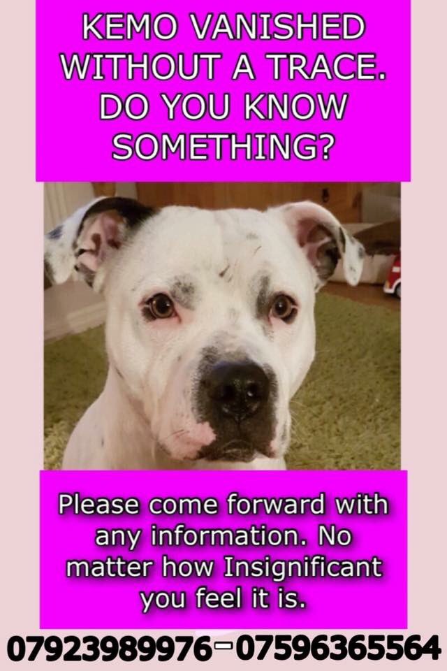 KarenFi51820768's tweet photo. On #TimeoutForKemoTuesday I am saying Thankyou to my MP @yasinmpbedford for speaking for Kemo #PetTheftDebate I will never give up until you are found this is what he said #RT https://t.co/x83MAzi84n https://t.co/2dEnlGU734