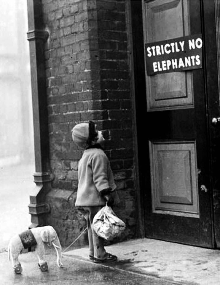Summer_Strum's tweet image. Just to confirm we are dog friendly (if they are kept on a lead) Strictly no elephants though #summerstrum #agirraffewouldbecool