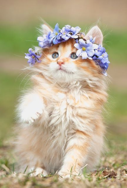 Cutekittens07's tweet photo. Cute or not ? https://t.co/ZPRgBS8tjM
