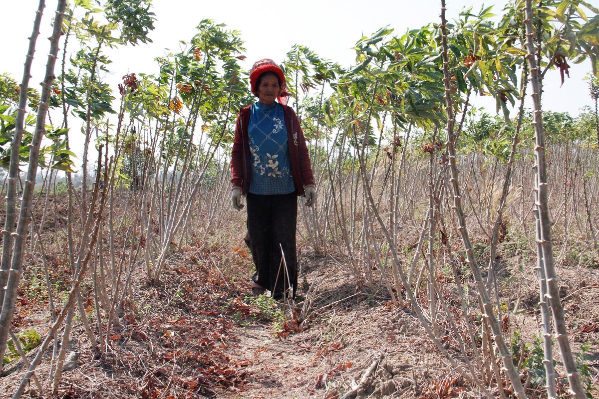 BiovIntCIAT_esp's tweet photo. African experience to help Southeast Asia contain CMD spread. #GCP21BENIN2018 https://t.co/A0FAWKCFtc https://t.co/mzr1chYlvr