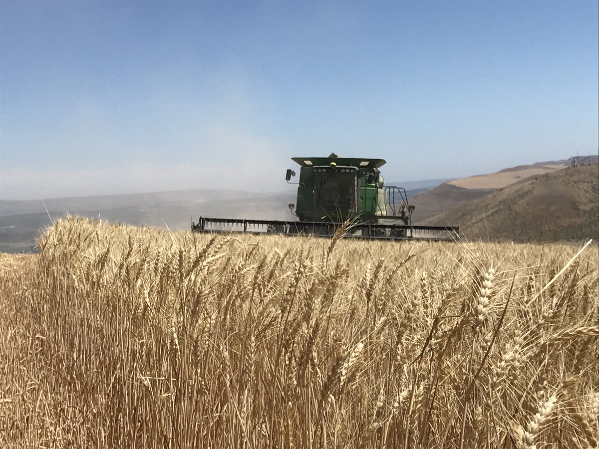 wheatworld's tweet image. Washington's Chuck and Marci Mercer are in full harvest mode! Trade is very important to Washington wheat growers, so retaliatory tariffs will harm many operations across the state.  #TradeNotTariffs #FacesofTariffs