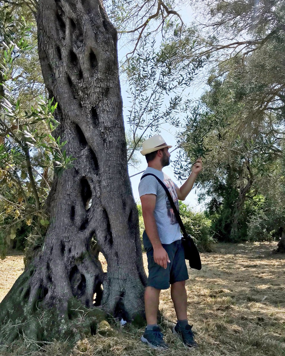 viaggiaescopri's tweet image. Quelle giornate in cui fai di tutto per calarti nel ritmo di vita locale... #Corfù e io che accarezzo gli ulivi 😜
#Grecia 
#visitgreece #visitcorfu
