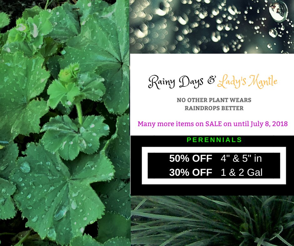 Lady's Mantle is one of our rainy day favs! What plants warm your heart on a rainy day in the garden? Send us a pic or comment on your favs! Great sale on until July 8, 2018 to help you add a few more from your wish list #perennials #gardendeals #gardening