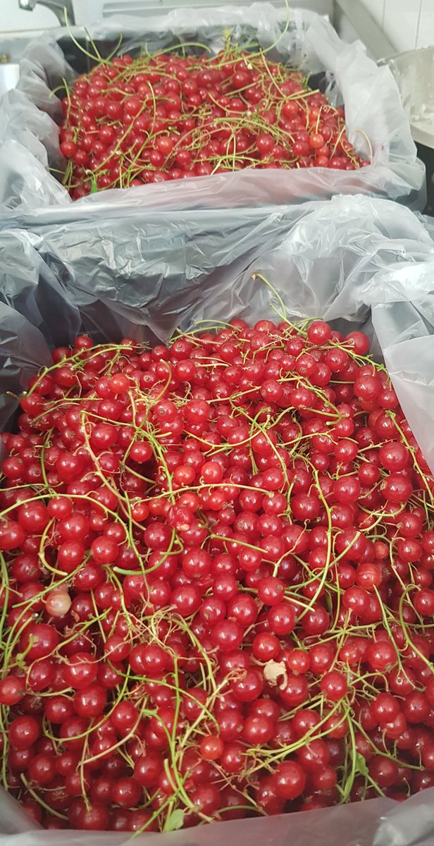 Lovely batch redcurrants from <a href="/IEinHeatonPark/">EATPenninesGROW</a> 👍