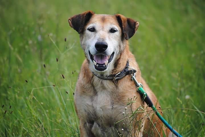 elcampito's tweet image. MARIA, la de la sonrisa constante. La que vive en el refugio hace 8 años.
La que cruza todo el predio para saludar al que reconoce que le ha dado mimos.
La de los dos únicos dientes😍
La que al pasear camina a tu ritmo. 
Para adoptarla escribí a adoptantesdelcampito@gmail.com