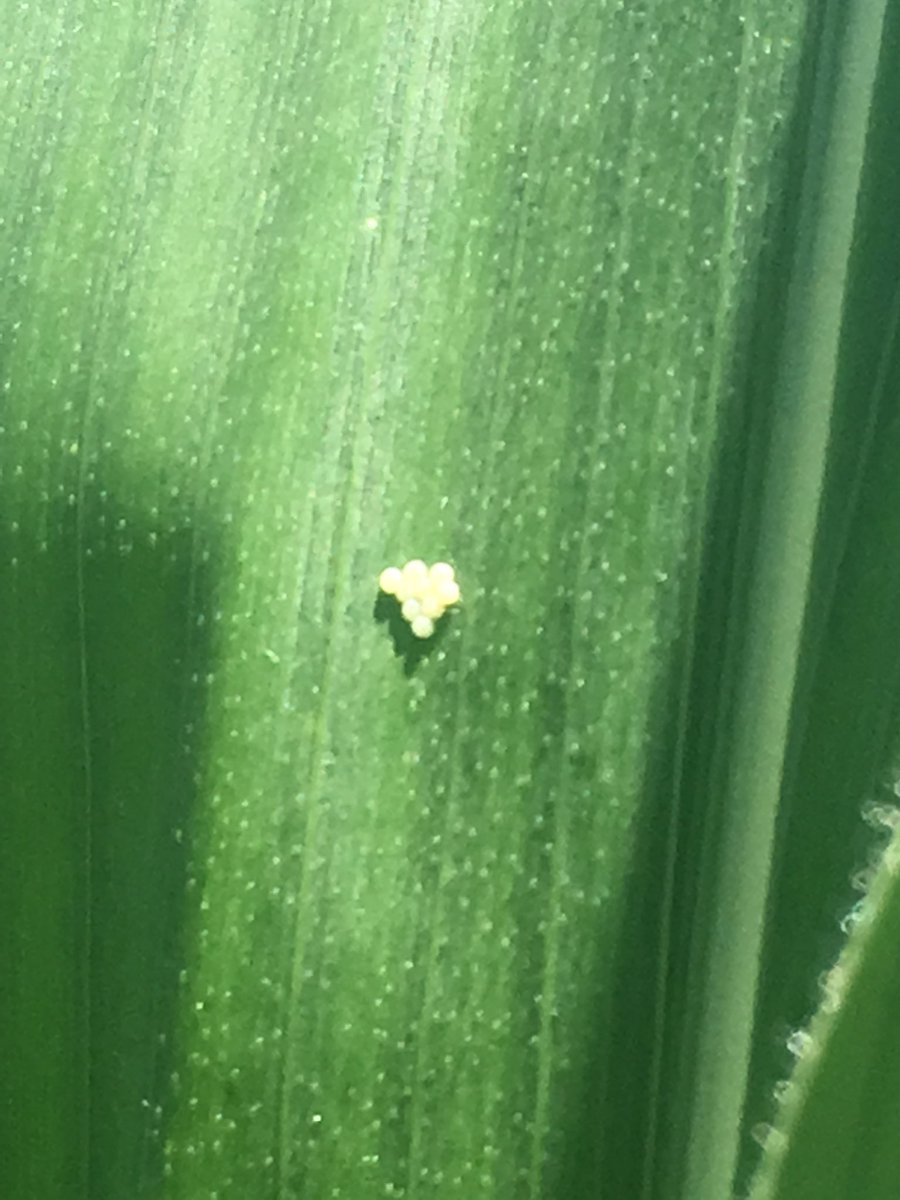 Agman_Miller's tweet photo. Freshly laid Western Bean Cutworm eggs. Scouting is essential for control. Check on moth flights in your area and get out in your fields. #FCUS @Channel_Indiana https://t.co/nMTfXXKkmY