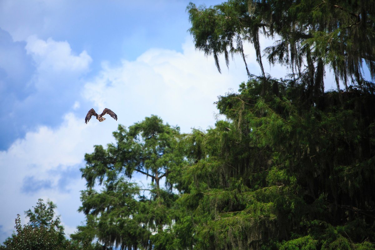 A bald eagle soars over cypress trees at Newnan's Lake in Florida.