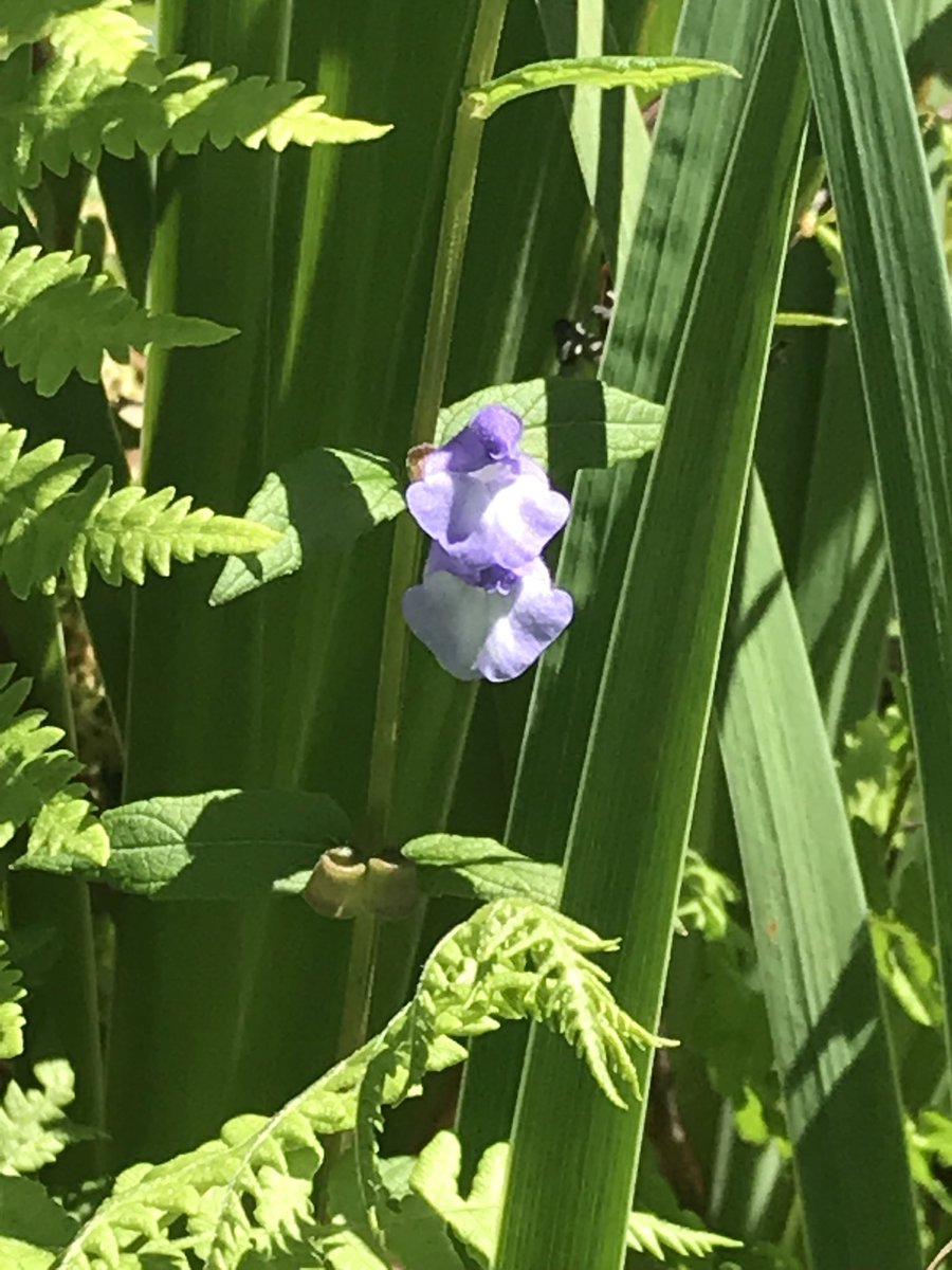 Bart_VH2's tweet photo. @USWildflowers or anyone else can you help ID this? Northern Minnesota wetlands, Scenic State Park #Wildflower #wildflowers #whatisthis https://t.co/u43sfdkqLI