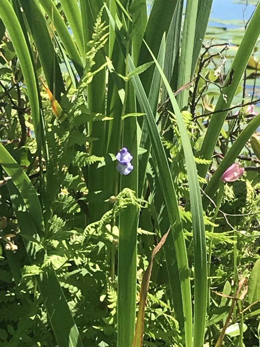 Bart_VH2's tweet photo. @USWildflowers or anyone else can you help ID this? Northern Minnesota wetlands, Scenic State Park #Wildflower #wildflowers #whatisthis https://t.co/u43sfdkqLI