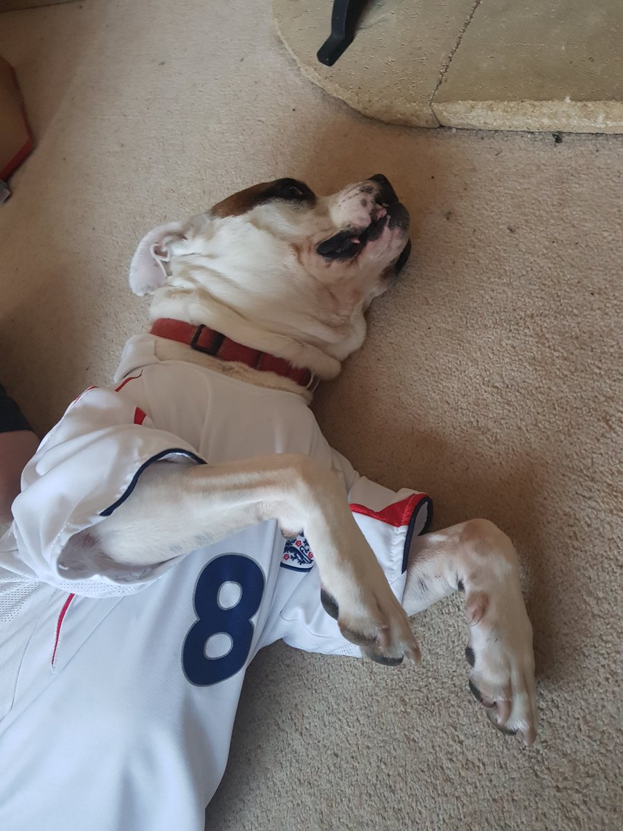 rox_boxerxdog's tweet photo. mini hooman and I are ready... https://t.co/KdUhuNltHz