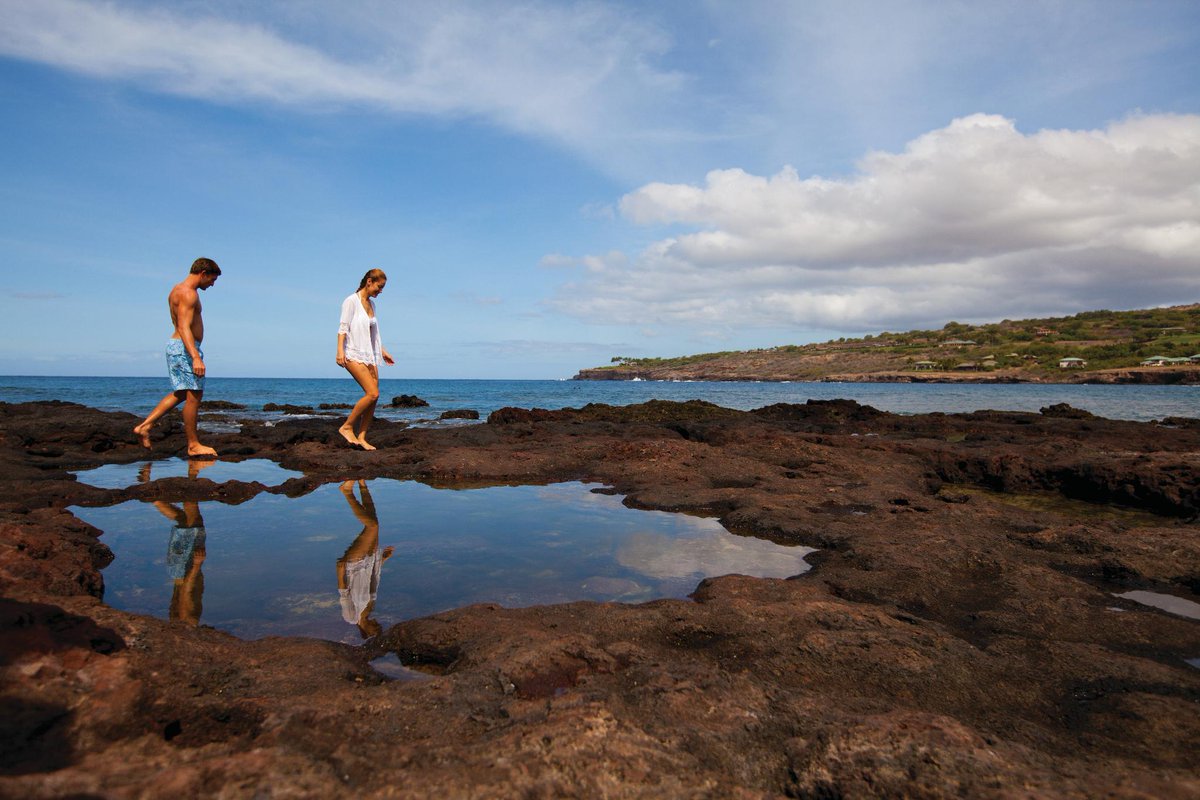 One of the highlights of Hulopoe Bay is its large tide pools located at the eastern side of the bay. Carved out of volcanic rock, these tide pools are well protected, keeping the waters calm for exploring. Have you ever seen them on your visit to #Lanai !? #Hawaii #TidePools