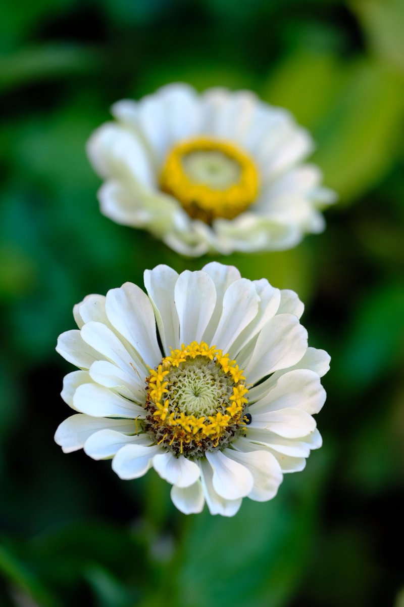 chicagobotanic's tweet photo. The Garden will be open 7 a.m. to 9 p.m. this Wednesday, #July4th. Come see our floral fireworks. https://t.co/qmpIoYlqBv