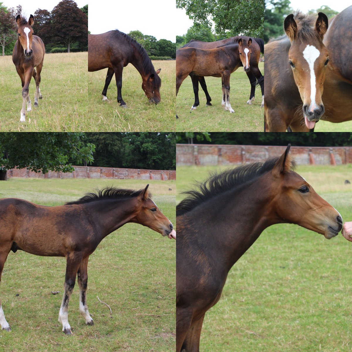 Perriland1's tweet image. Love his boy one for the future