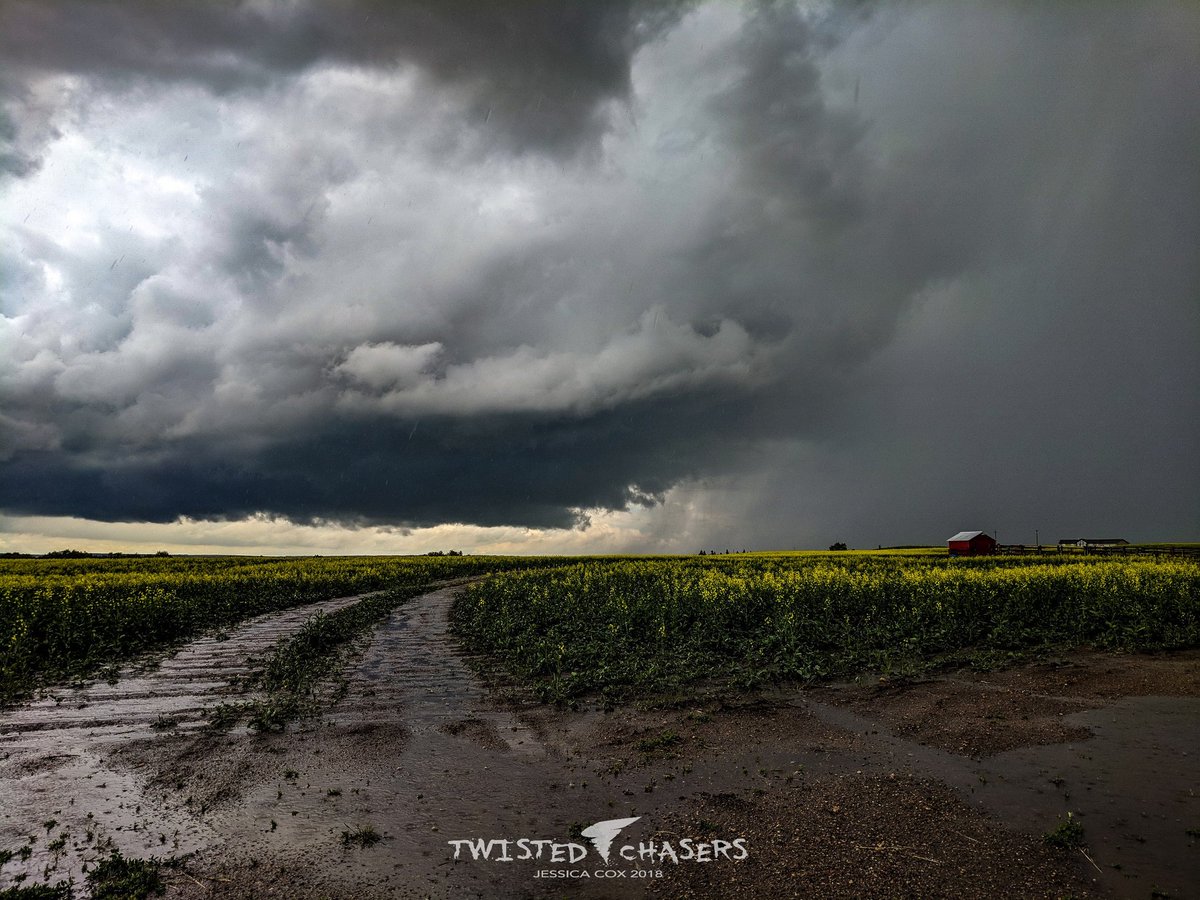 jessica_remick's tweet photo. Storm & Canola fields
July 3, 2018 at 2:40 PM
North of Paradise Valley AB https://t.co/jIeP2jzDGI